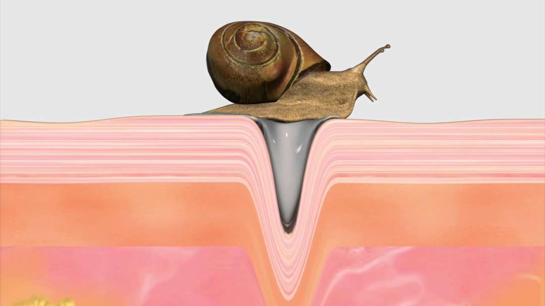 Ingredients 101 Snail Slime Calyxta