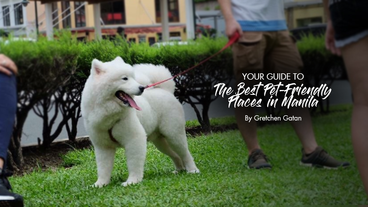 Your Guide to the Best Pet-Friendly Places in Manila - Calyxta